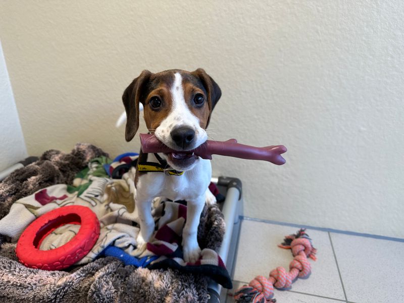Beagle for adoption in Ballymena, Co Antrim – 1 year old - Image 2 of 4