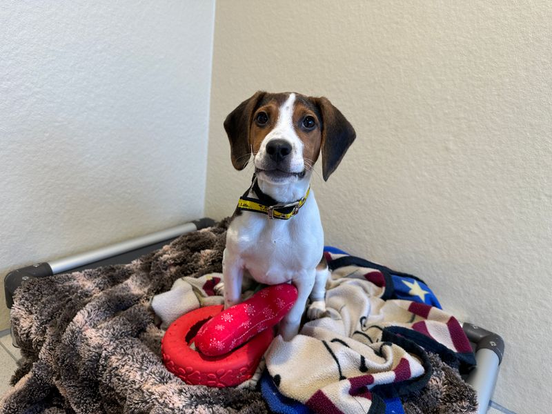 Beagle for adoption in Ballymena, Co Antrim – 1 year old - Image 3 of 4
