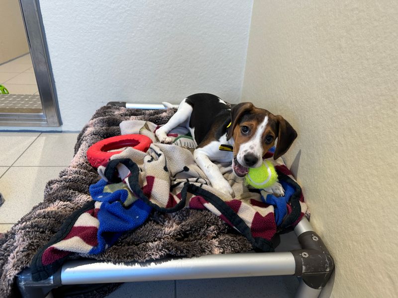 Beagle for adoption in Ballymena, Co Antrim – 1 year old - Image 4 of 4