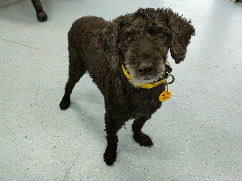 Poodle for adoption in Ballymena, Co Antrim – 8 years old - Image 2 of 2