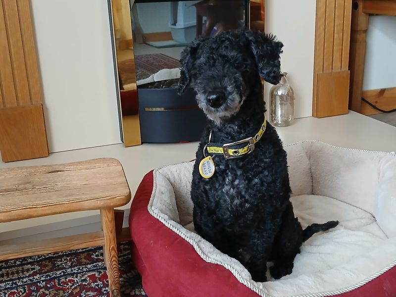 Poodle for adoption in Ballymena, Co Antrim – 8 years old