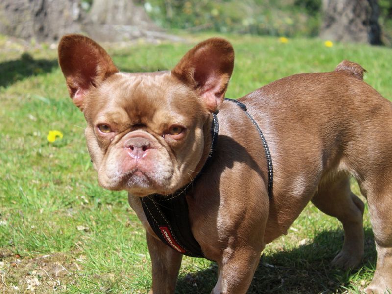 Bella for sale in Liverpool, Merseyside - Image 2
