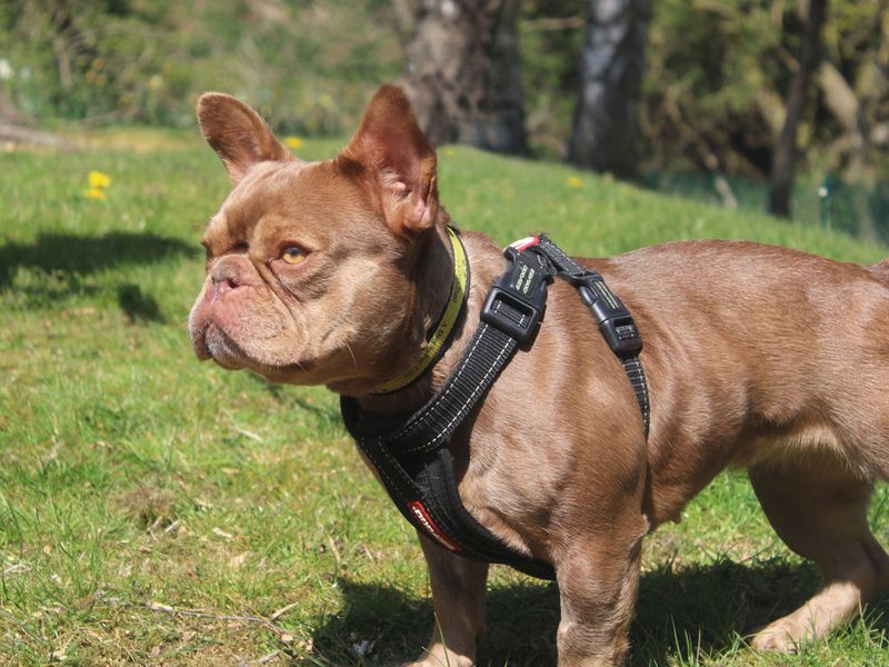 Bella for sale in Liverpool, Merseyside
