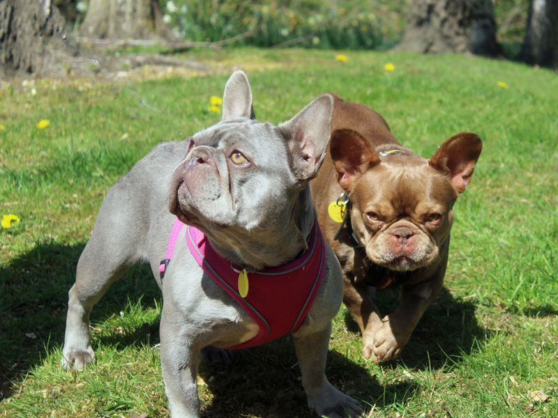 Bella for sale in Liverpool, Merseyside - Image 3