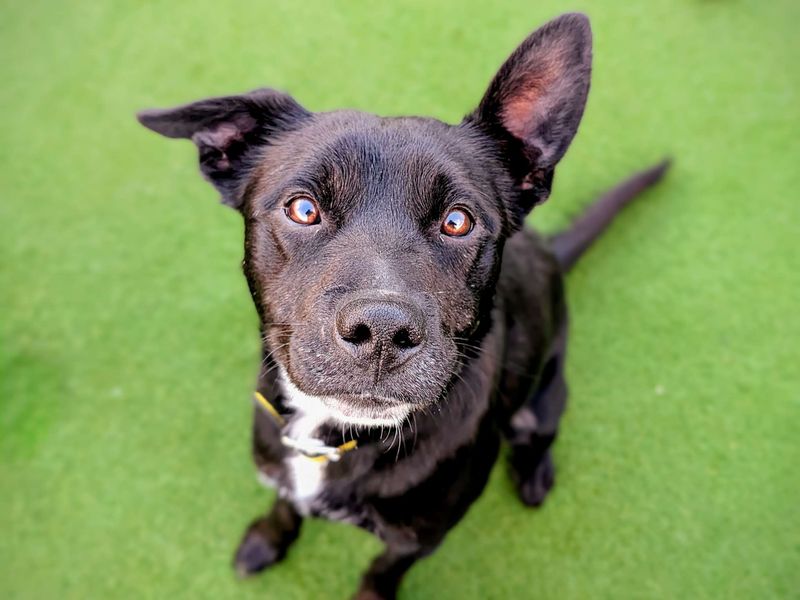 Staffordshire Bull Terrier for adoption in Cardiff, Glamorgan – 2 years old - Image 2 of 4