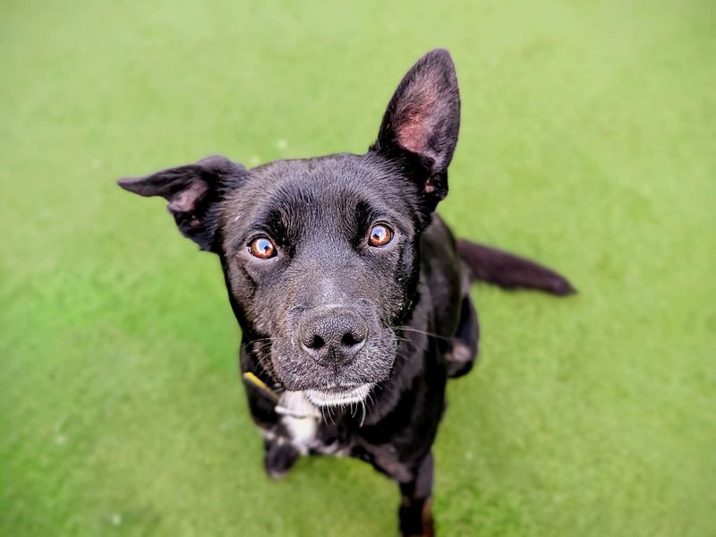 Staffordshire Bull Terrier for adoption in Cardiff, Glamorgan – 2 years old - Image 4 of 4