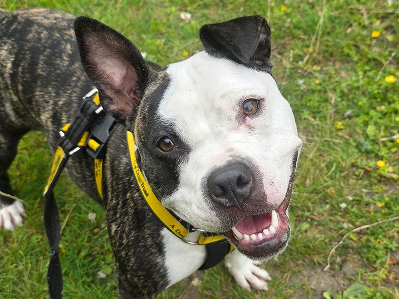 Dora | Terrier (Staffordshire Bull) Cross | Leeds - 1