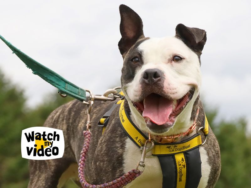 Dora | Terrier (Staffordshire Bull) Cross | Leeds - 1