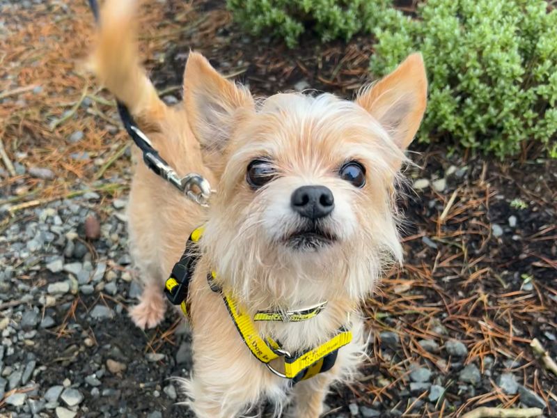 Yorkshire Terrier for adoption in Ballymena, Co Antrim – 10 years old - Image 2 of 2