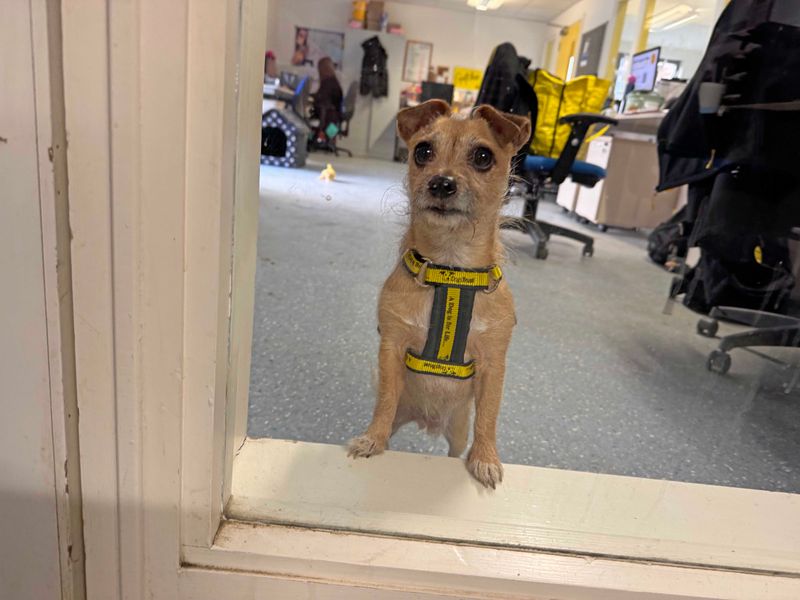 Colin for sale in Wickford, Essex | Image 2