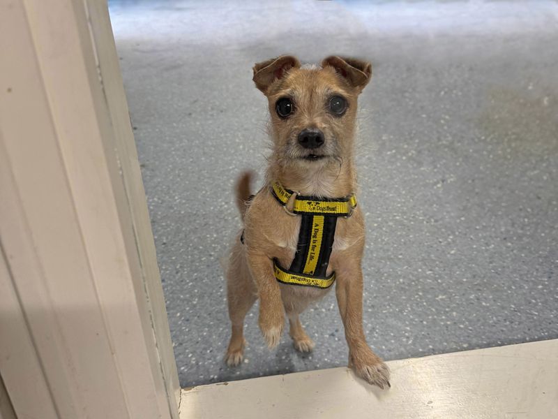 Colin for sale in Wickford, Essex | Image 3