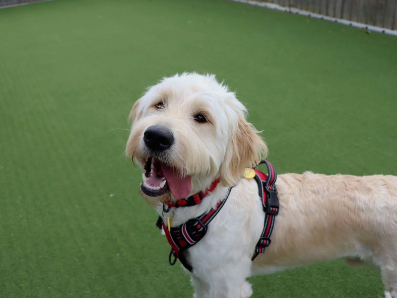 Teddy | Retriever (Labrador) Cross | Darlington - 1