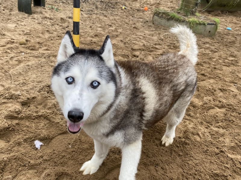 Siberian Husky for adoption in Ilfracombe, North Devon – 8 years old
