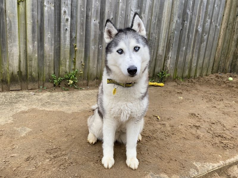 Siberian Husky for adoption in Ilfracombe, North Devon – 8 years old - Image 2 of 4