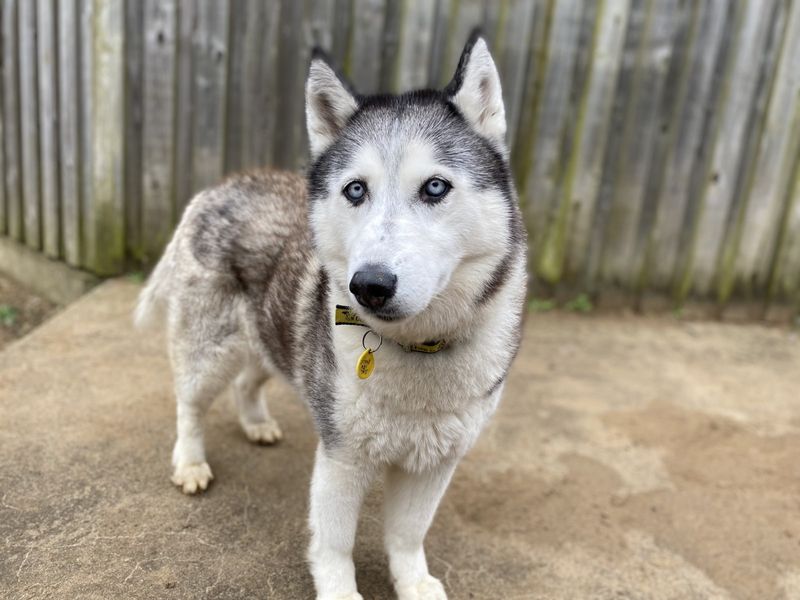 Siberian Husky for adoption in Ilfracombe, North Devon – 8 years old - Image 4 of 4