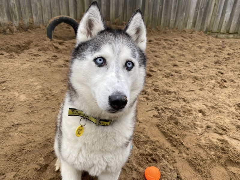 Siberian Husky for adoption in Ilfracombe, North Devon – 8 years old - Image 3 of 4