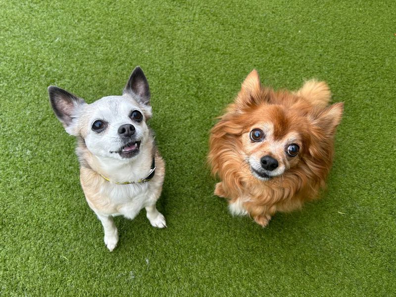 Chihuahua for adoption in Wickford, Essex – 12 years old