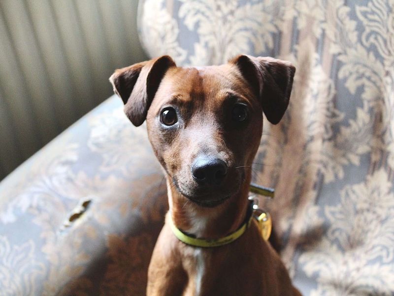 Jack Russell for adoption in Evesham, Worcestershire – 1 year old - Image 3 of 6