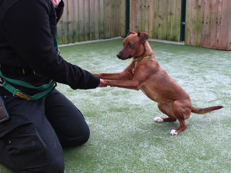 Jack Russell for adoption in Evesham, Worcestershire – 1 year old - Image 2 of 6