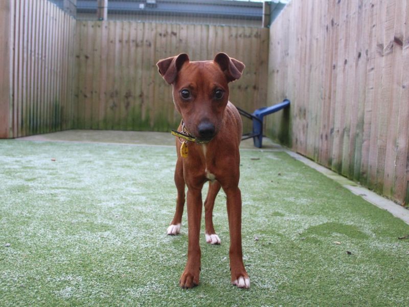 Jack Russell for adoption in Evesham, Worcestershire – 1 year old - Image 6 of 6
