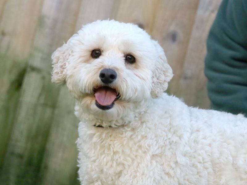 Teddy | Spaniel (Cocker) | Leeds - 1