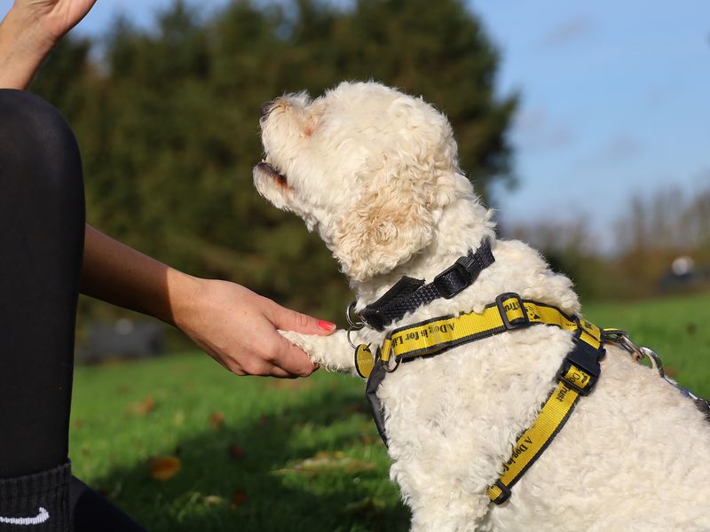 Poodle for adoption in Leeds, West Yorkshire – 8 years old - Image 4 of 6