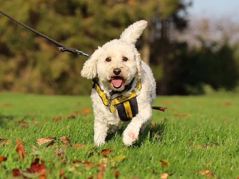 Poodle for adoption in Leeds, West Yorkshire – 8 years old - Image 2 of 6