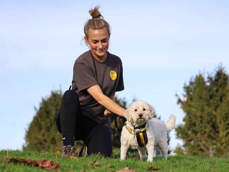 Poodle for adoption in Leeds, West Yorkshire – 8 years old - Image 3 of 6