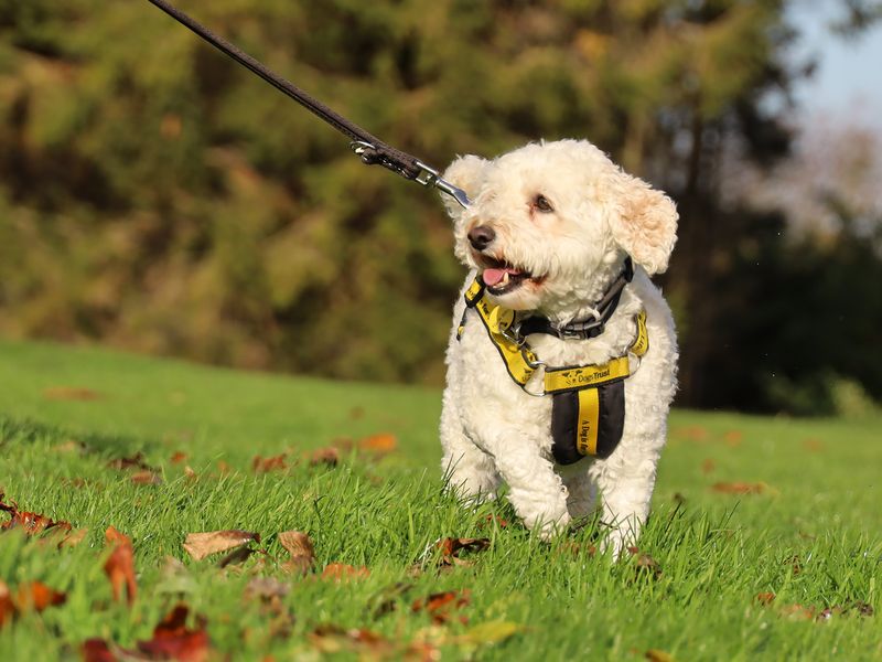 Poodle for adoption in Leeds, West Yorkshire – 8 years old - Image 6 of 6