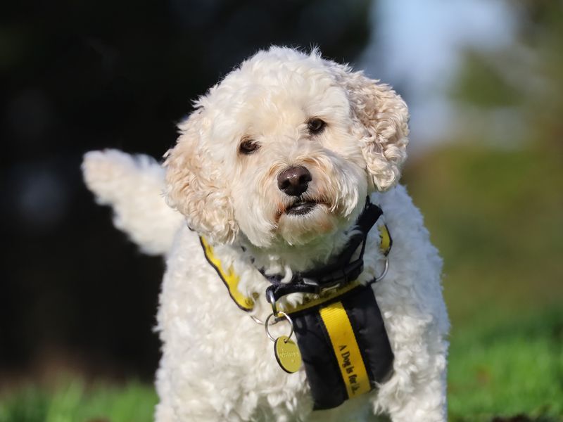 Poodle for adoption in Leeds, West Yorkshire – 8 years old - Image 5 of 6