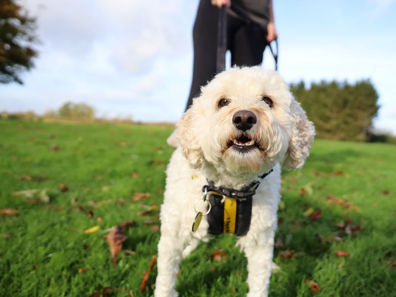 Poodle for adoption in Leeds, Yorkshire – 8 years old