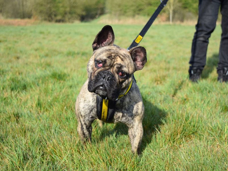 Zula for sale in Uxbridge, London | Image 2