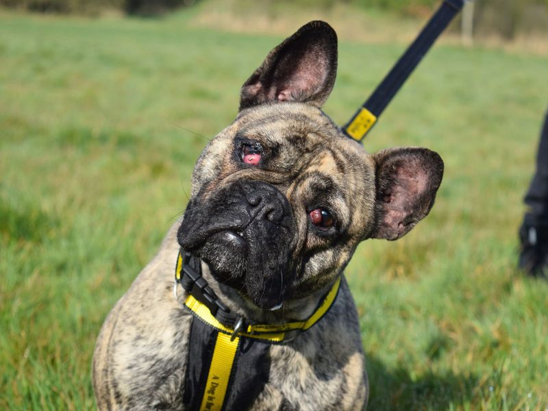 Zula for sale in Uxbridge, London | Image 3