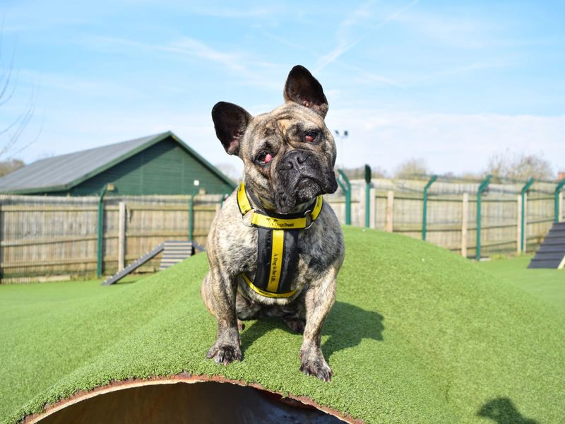 Zula for sale in Uxbridge, London