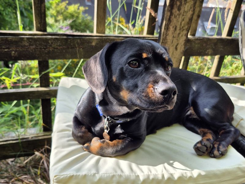 Dachshund for adoption in Newton Tony, Wiltshire – 1 year old