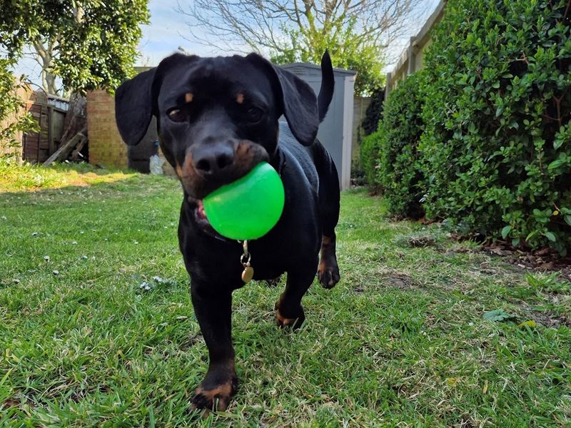 Dachshund for adoption in Newton Tony, Wiltshire – 1 year old - Image 2 of 2
