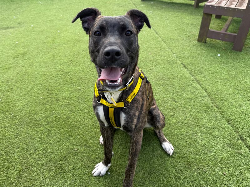 Lilibeth Longlegs | Lurcher | West Calder (Edinburgh) - 1