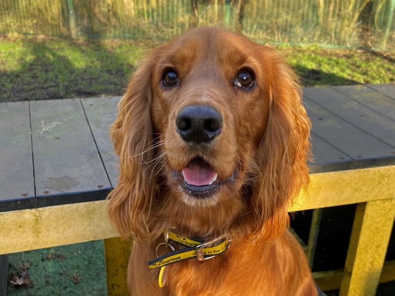 Cocker Spaniel for adoption in Liverpool, Merseyside – 1 year old - Image 2 of 3