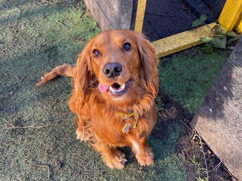 Cocker Spaniel for adoption in Liverpool, Merseyside – 1 year old - Image 3 of 3