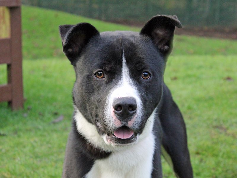 Siberian Husky for adoption in Liverpool, Merseyside – 2 years old - Image 3 of 4