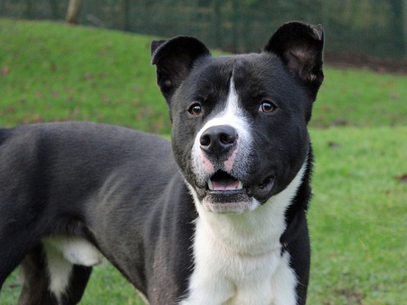 Monty for sale in Liverpool, Merseyside | Image 4