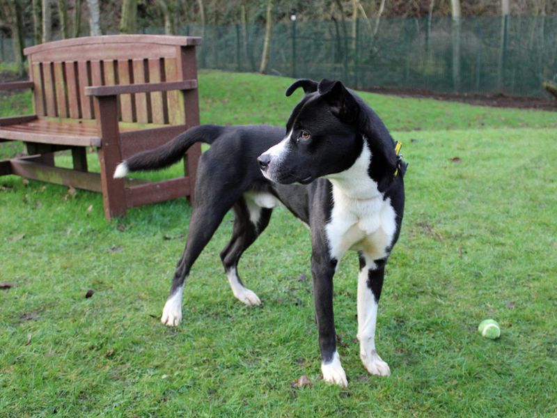 Monty for sale in Liverpool, Merseyside | Image 2