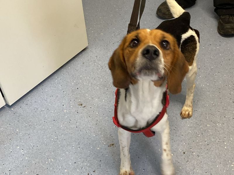 Beagle for adoption in Kenilworth, Warks – 10 years old - Image 2 of 2