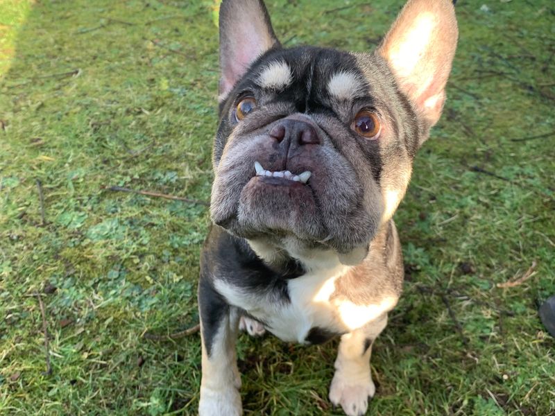 Lola for sale in West Calder, West Lothian