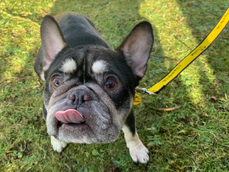 French Bulldog for adoption in West Calder, West Lothian – 6 years old - Image 2 of 3
