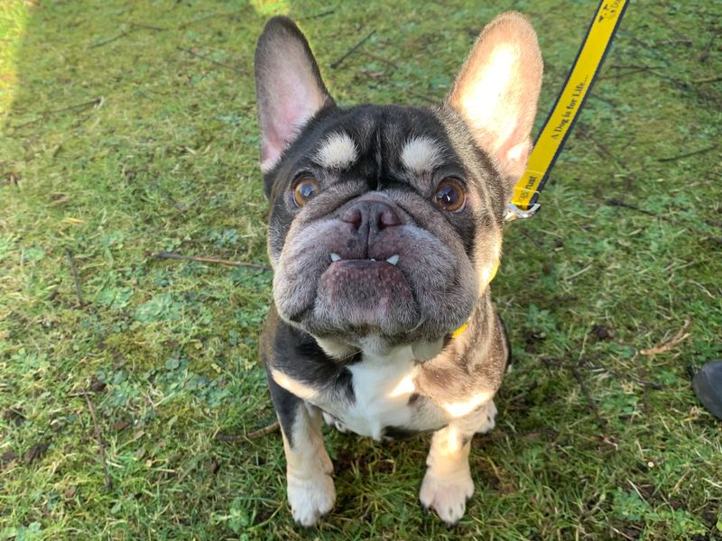 French Bulldog for adoption in West Calder, West Lothian – 6 years old - Image 3 of 3