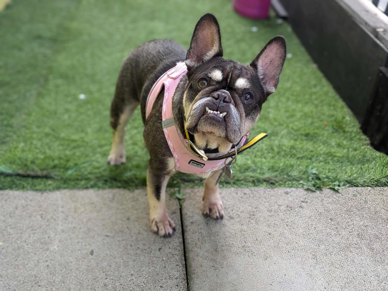 Lola | French Bulldog | West Calder (Edinburgh) - 1