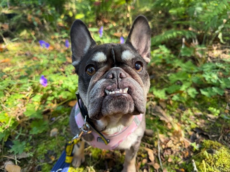 Lola | French Bulldog | West Calder (Edinburgh) - 1