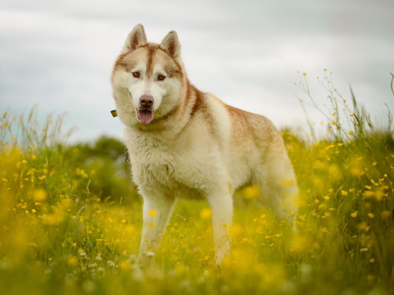 Umky | Siberian Husky | Kenilworth (West Midlands) - 1