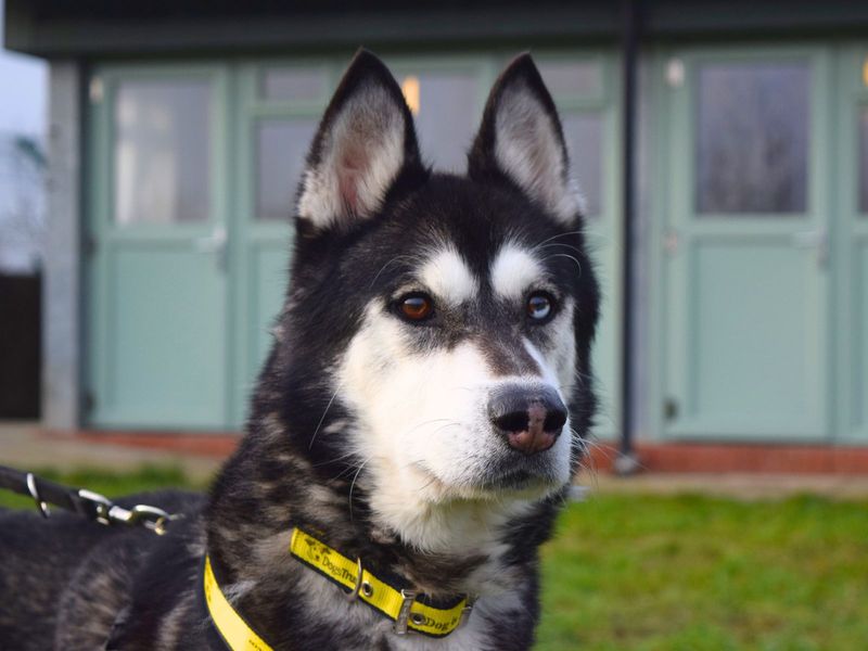 Siberian Husky for adoption in Uxbridge, London – 8 years old - Image 2 of 2